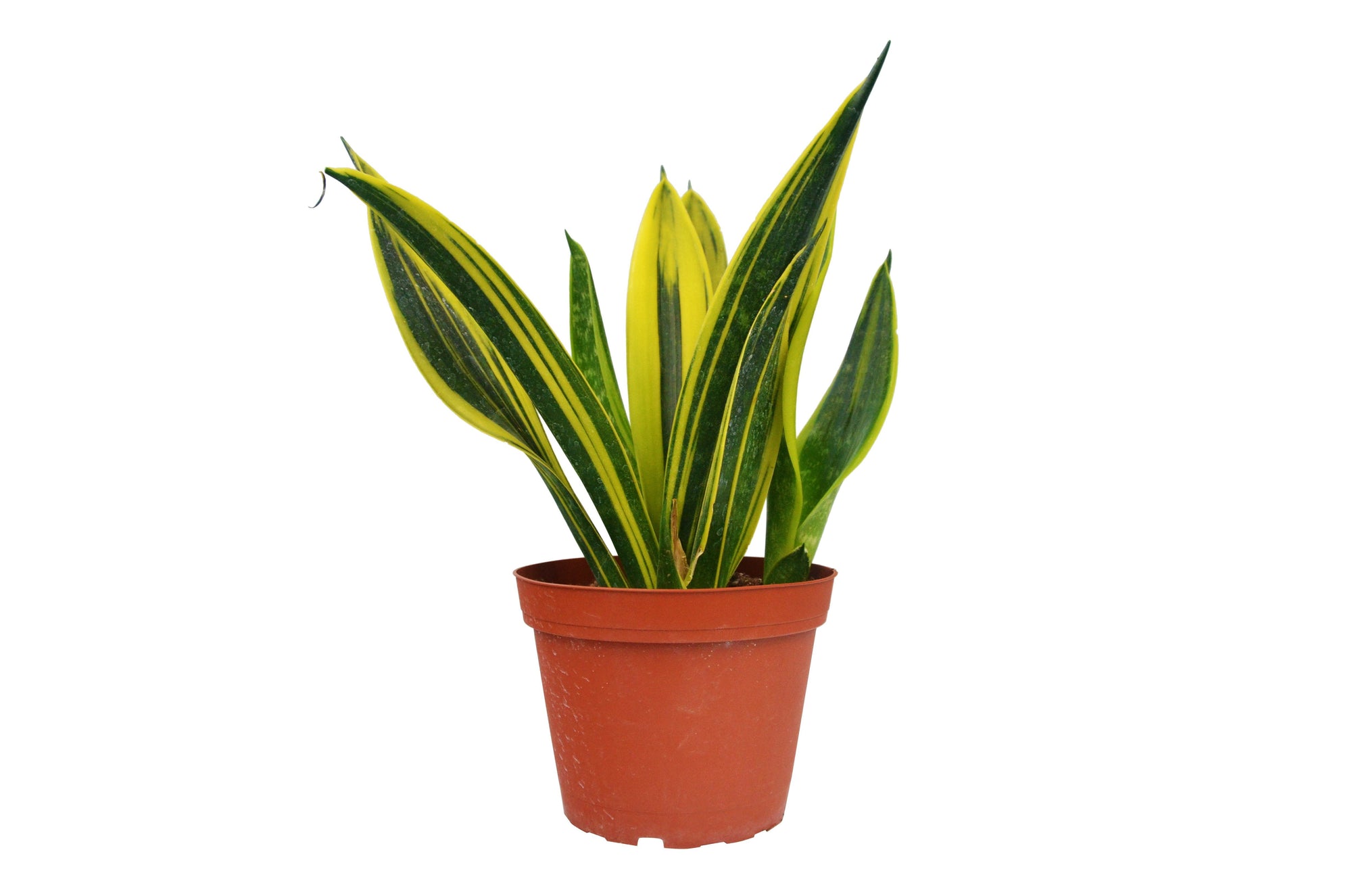 Gold Flame Snake Plant Live Indoor Plant (Sansevieria trifasciata), Easy Care Low Light Houseplant for Home and Office Decor