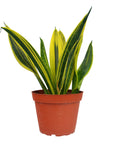 Gold Flame Snake Plant Live Indoor Plant (Sansevieria trifasciata), Easy Care Low Light Houseplant for Home and Office Decor