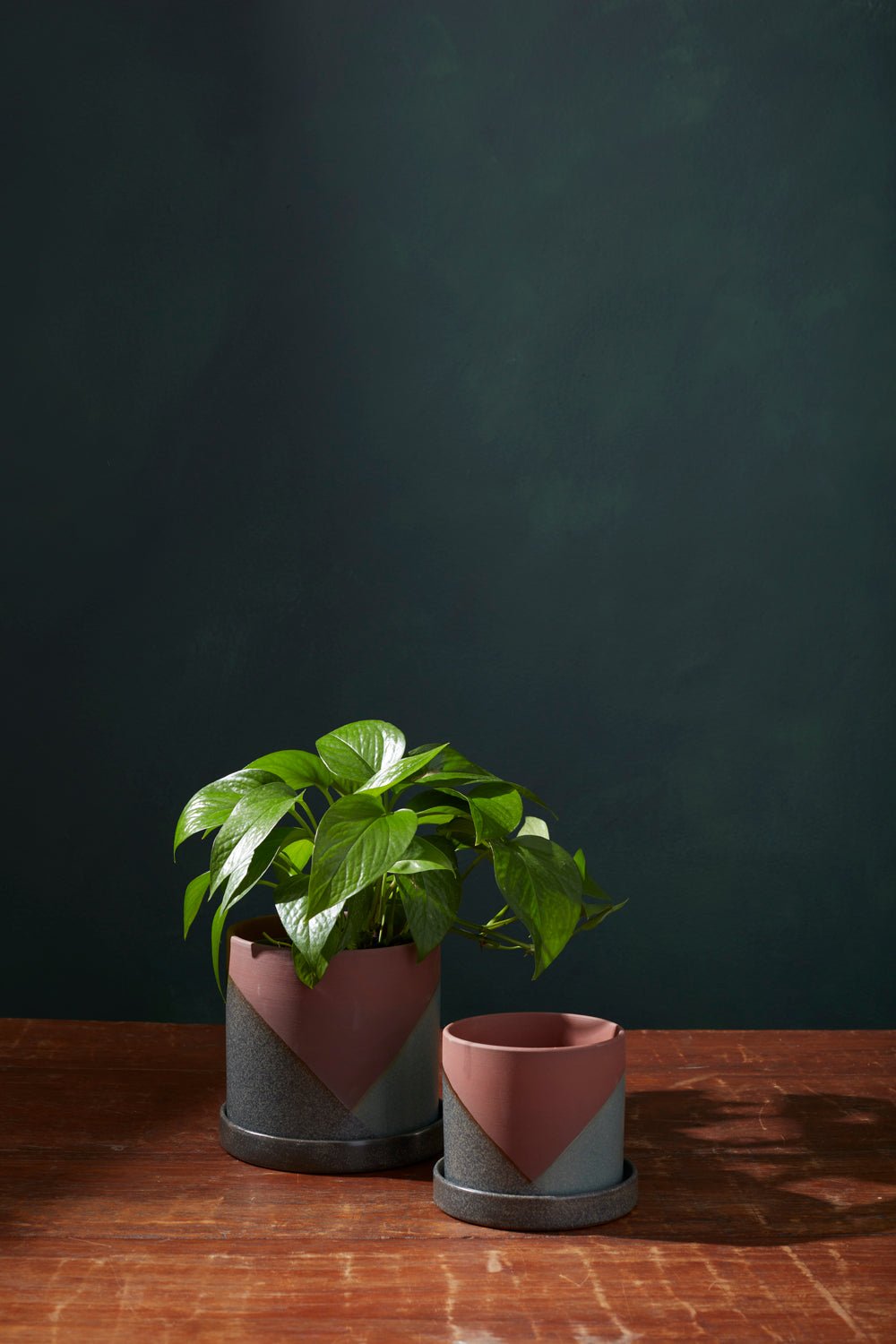 El Cerro Colour Block Planter with Drainage, 5.5 inch - Planty Love Co