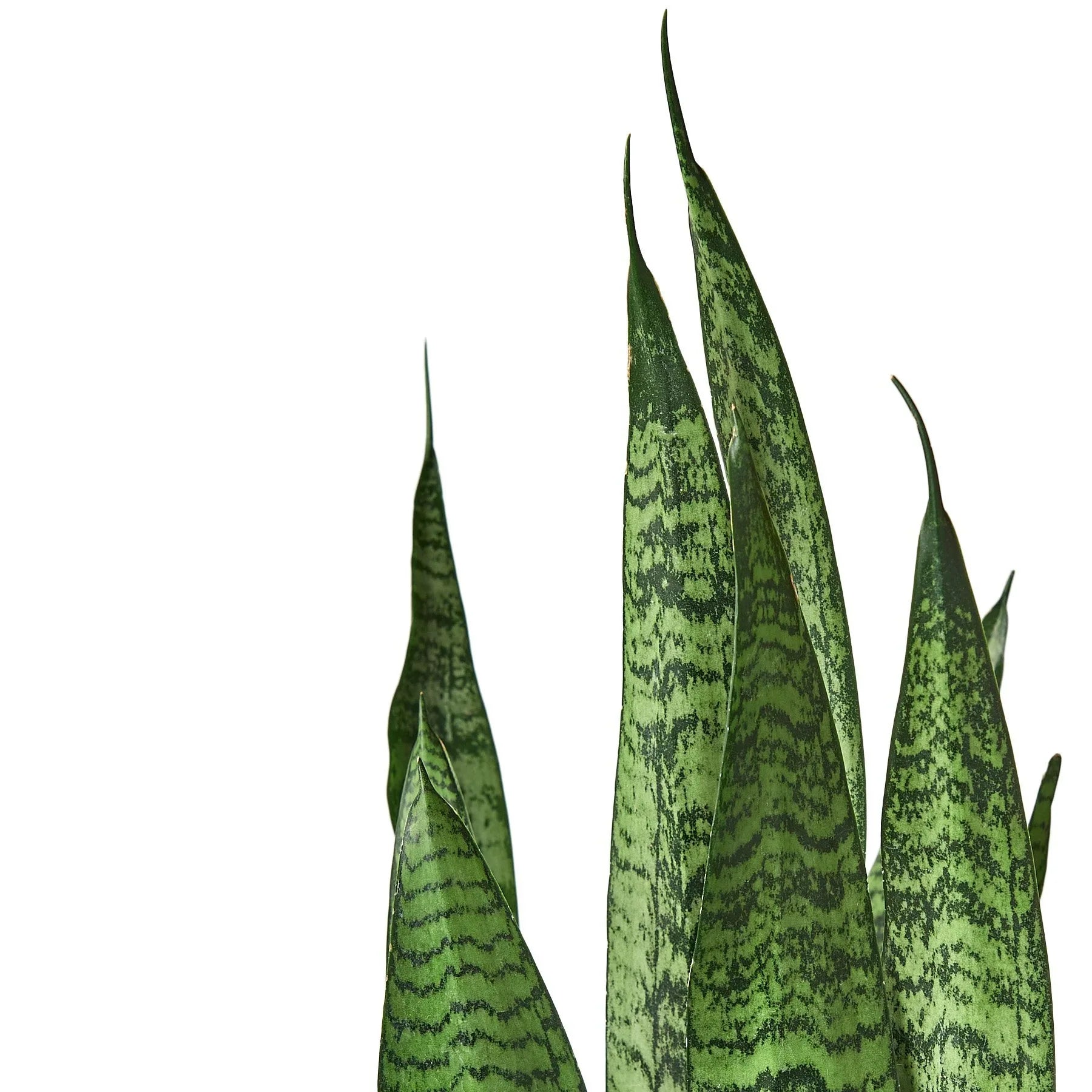 Snake Plant 'Zeylanica' Live Indoor Plant (Dracaena trifasciata), Easy Care Low Light Drought Tolerant Houseplant for Home and Office Decor
