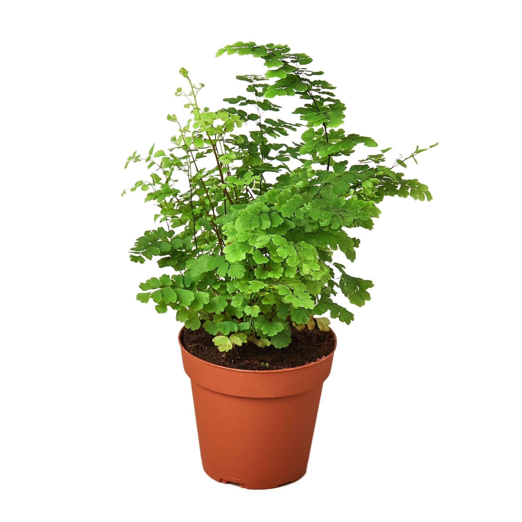 Maidenhair Fern Live Indoor Plant (Adiantum), Easy Care Delicate Fern Houseplant for Home and Office Decor