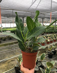 Ficus 'Audrey' (Ficus benghalensis) - Planty Love Co