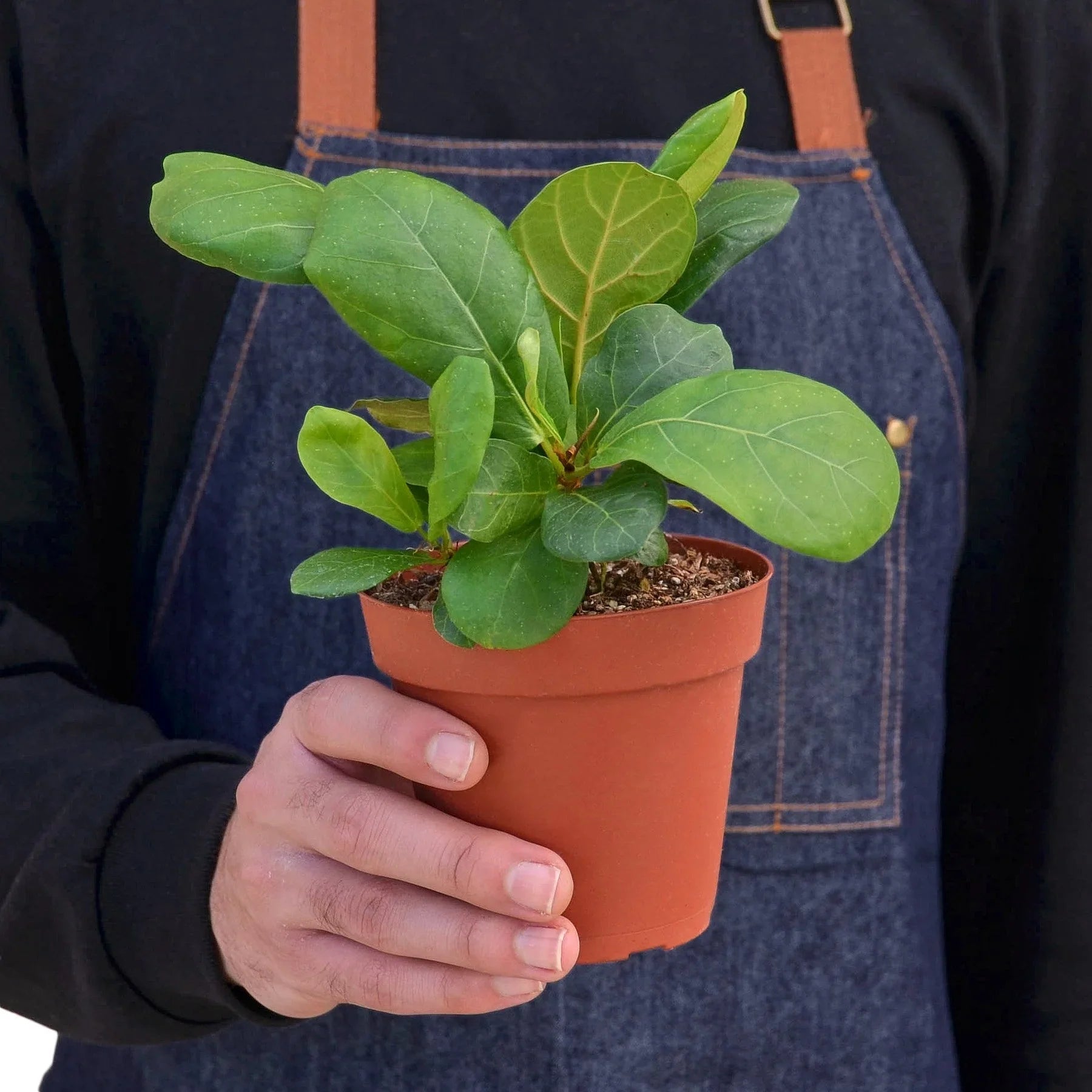 Fiddle Leaf Fig Live Indoor Plant (Ficus lyrata), Easy Care Statement Tree Houseplant for Home and Office Decor - Planty Love Co