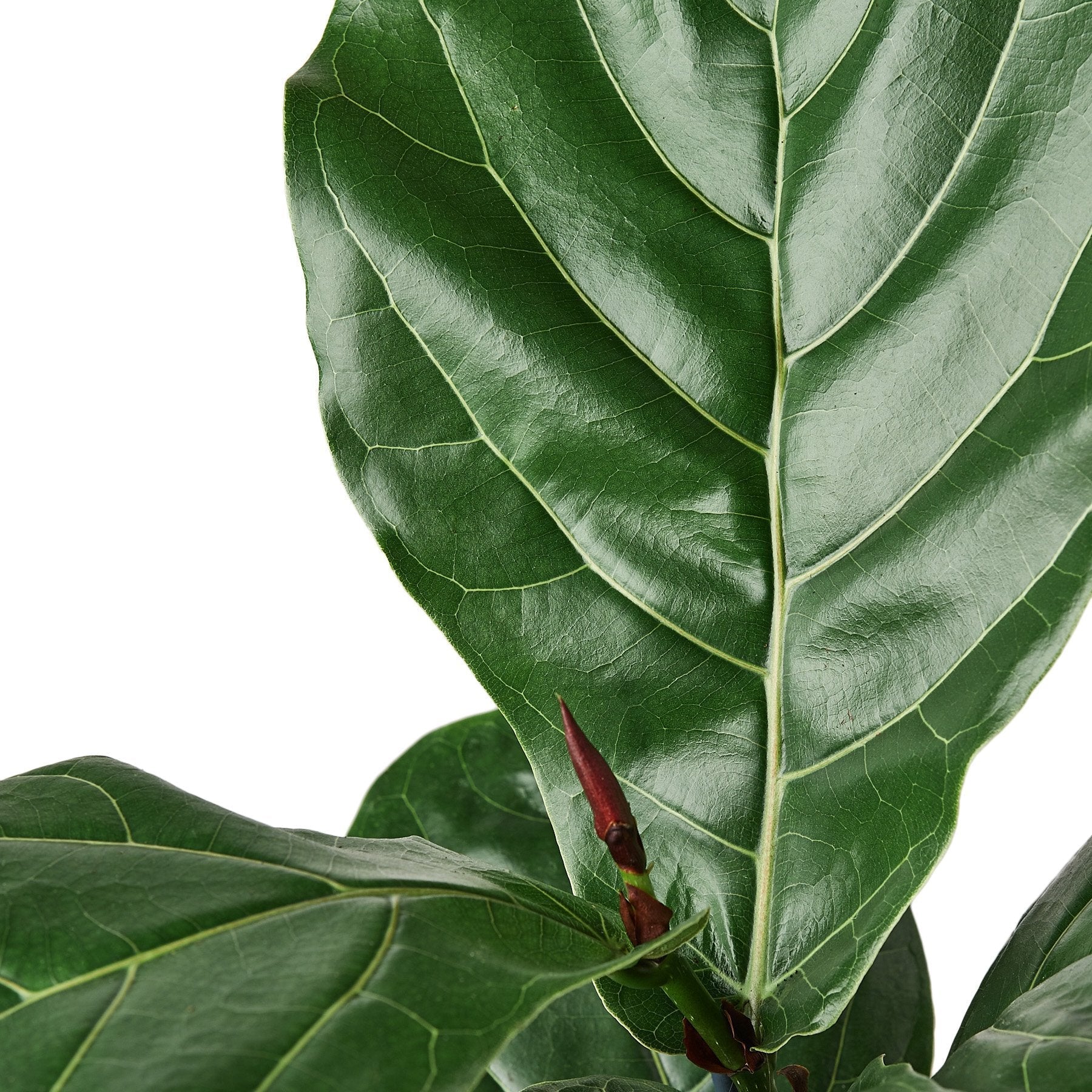 Fiddle Leaf Fig Live Indoor Plant (Ficus lyrata), Easy Care Statement Tree Houseplant for Home and Office Decor - Planty Love Co