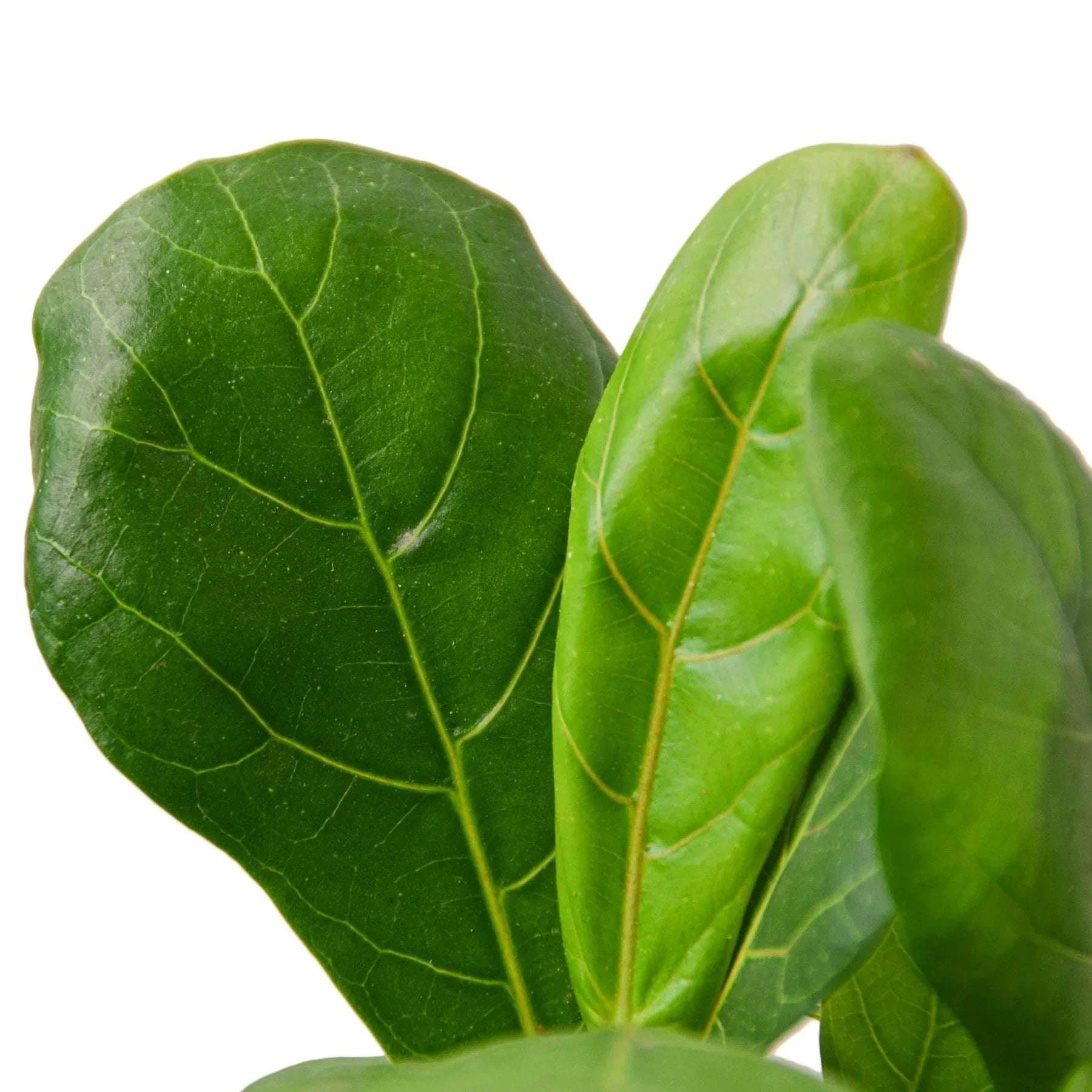 Fiddle Leaf Fig Live Indoor Plant (Ficus lyrata), Easy Care Statement Tree Houseplant for Home and Office Decor - Planty Love Co