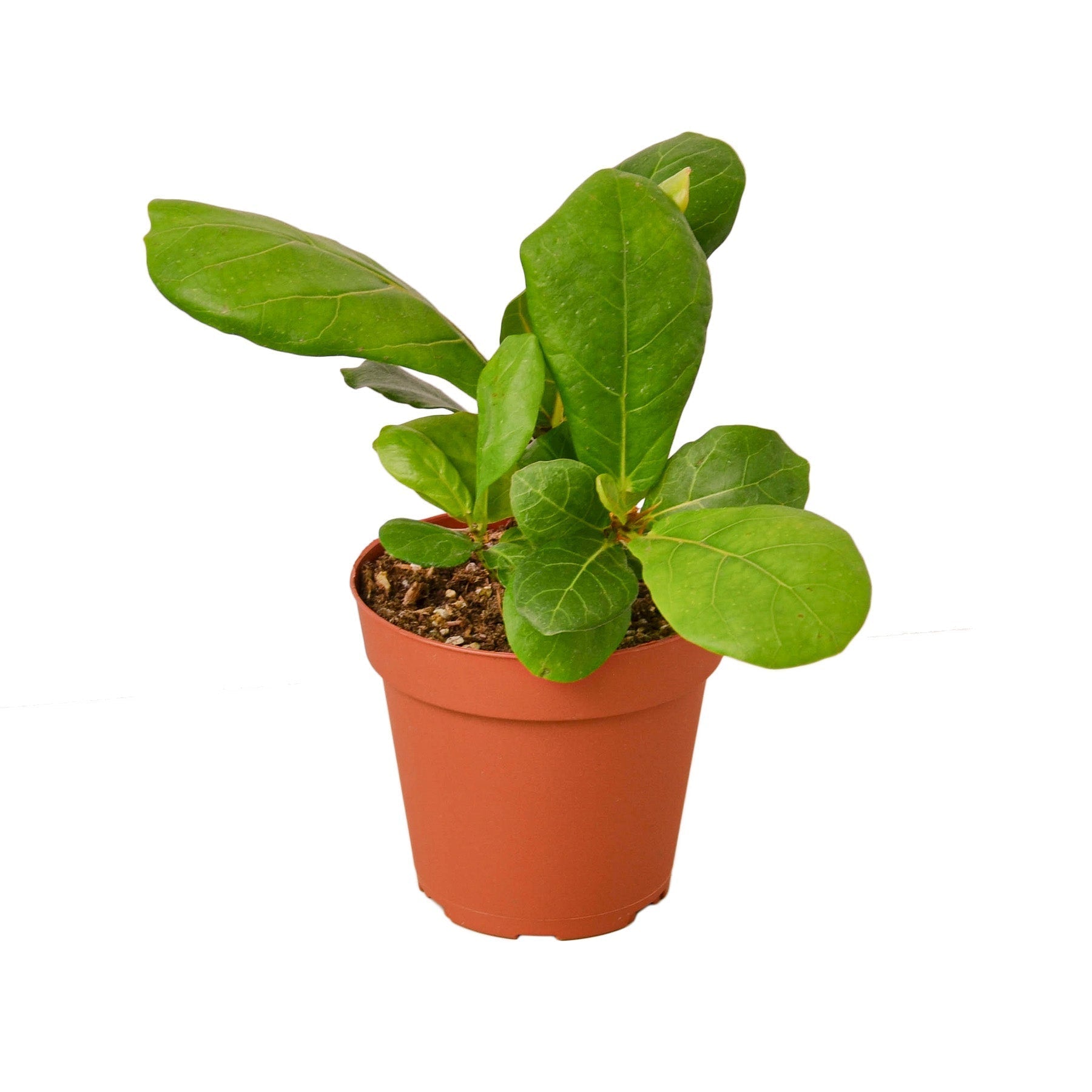 Fiddle Leaf Fig Live Indoor Plant (Ficus lyrata), Easy Care Statement Tree Houseplant for Home and Office Decor - Planty Love Co