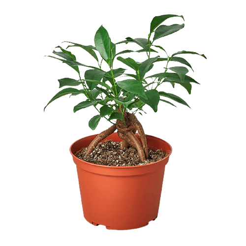 Ginseng Ficus Bonsai Live Indoor Plant (Ficus microcarpa), Easy Care Bonsai Houseplant for Home and Office Decor - Planty Love Co