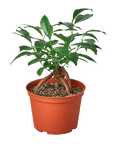 Ginseng Ficus Bonsai (Ficus microcarpa)