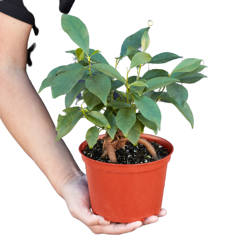 Ginseng Ficus Bonsai Live Indoor Plant (Ficus microcarpa), Easy Care Bonsai Houseplant for Home and Office Decor - Planty Love Co