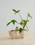 Glaslow Footed Reactive Glaze Planter, 11 inch - Planty Love Co
