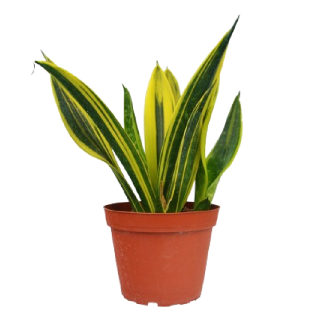 Gold Flame Snake Plant Live Indoor Plant (Sansevieria trifasciata), Easy Care Low Light Houseplant for Home and Office Decor - Planty Love Co