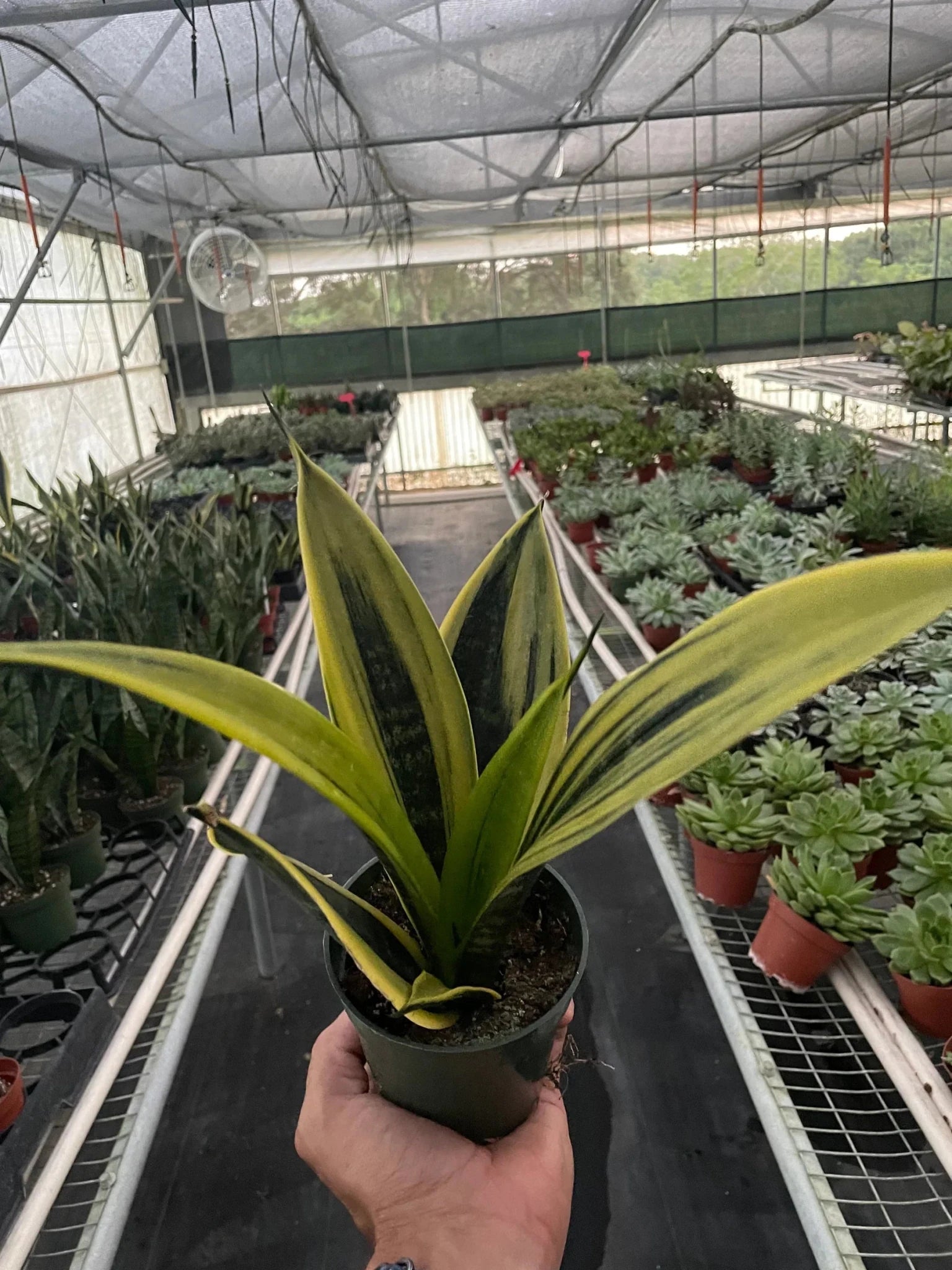 Gold Flame Snake Plant Live Indoor Plant (Sansevieria trifasciata), Easy Care Low Light Houseplant for Home and Office Decor - Planty Love Co
