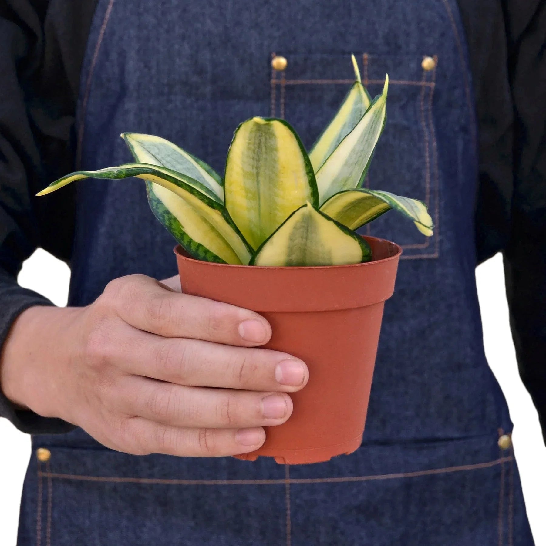 Gold Hahnii Snake Plant Live Indoor Plant (Sansevieria trifasciata), Easy Care Low Light Compact Houseplant for Home and Office Decor - Planty Love Co