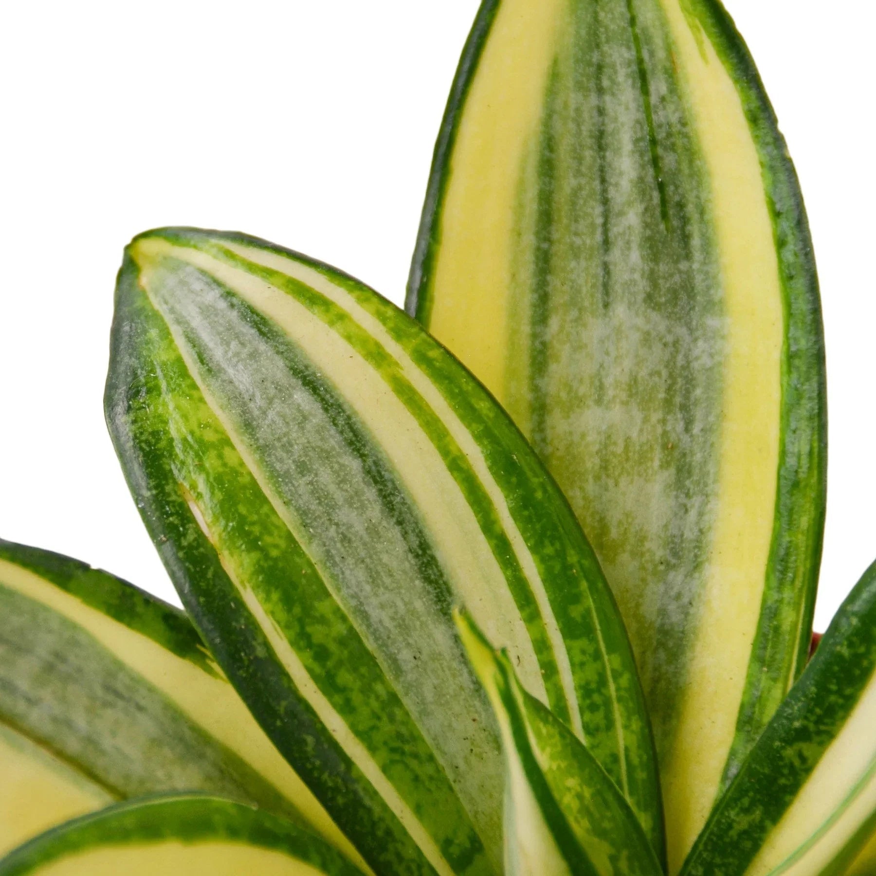 Gold Hahnii Snake Plant Live Indoor Plant (Sansevieria trifasciata), Easy Care Low Light Compact Houseplant for Home and Office Decor - Planty Love Co