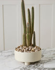 Hailey Ribbed Footed Ceramic Bowl, 12 inch - Planty Love Co