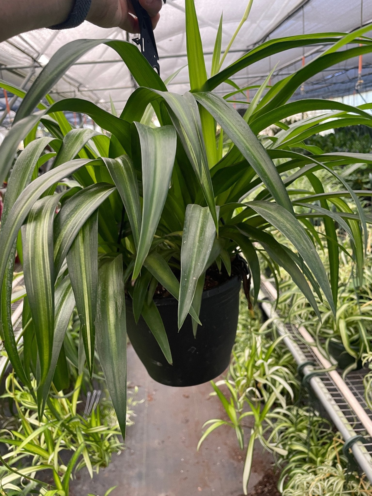 Hawaiian Spider Plant Live Indoor Plant (Chlorophytum), Easy Care Houseplant for Home and Office Decor - Planty Love Co