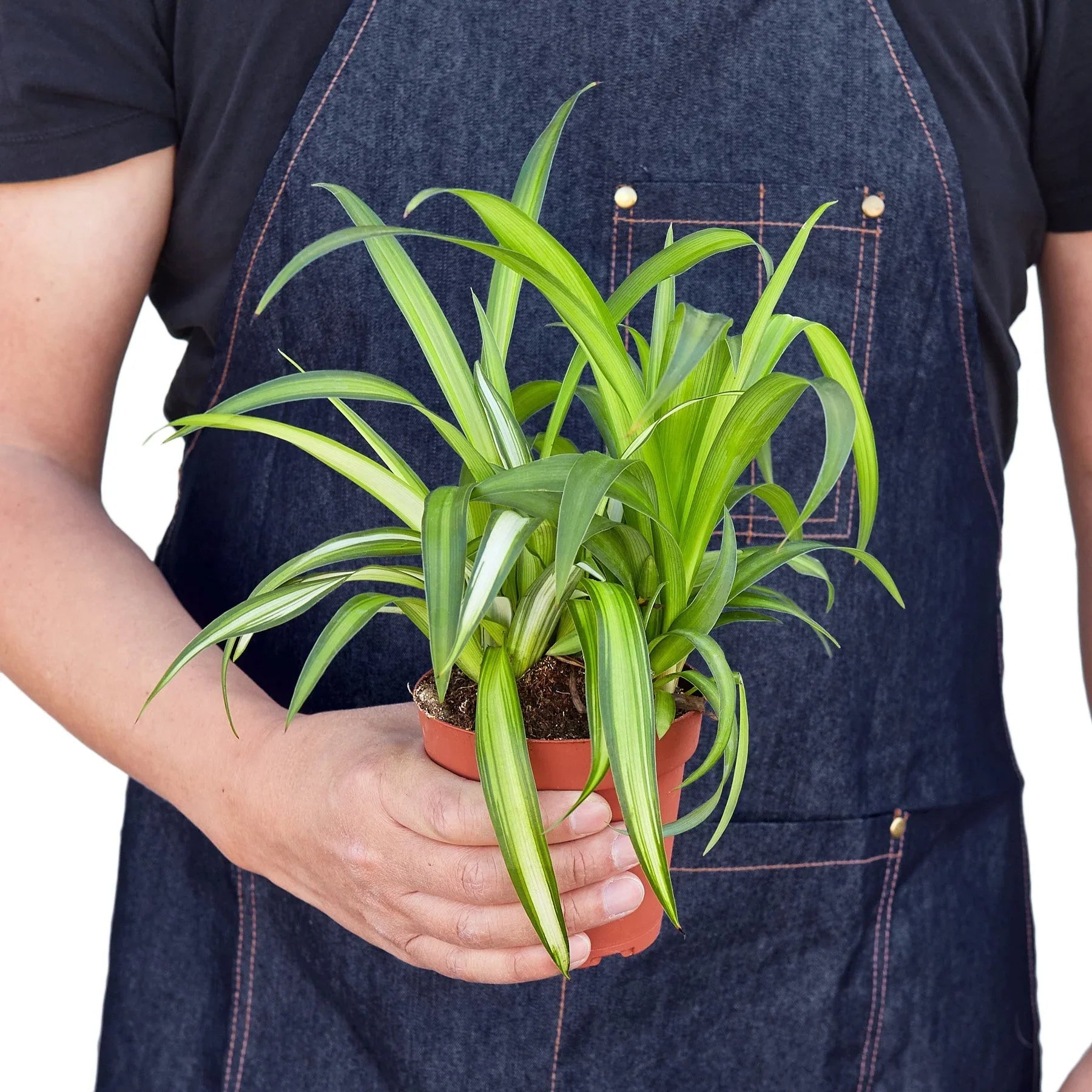 Hawaiian Spider Plant Live Indoor Plant (Chlorophytum), Easy Care Houseplant for Home and Office Decor - Planty Love Co