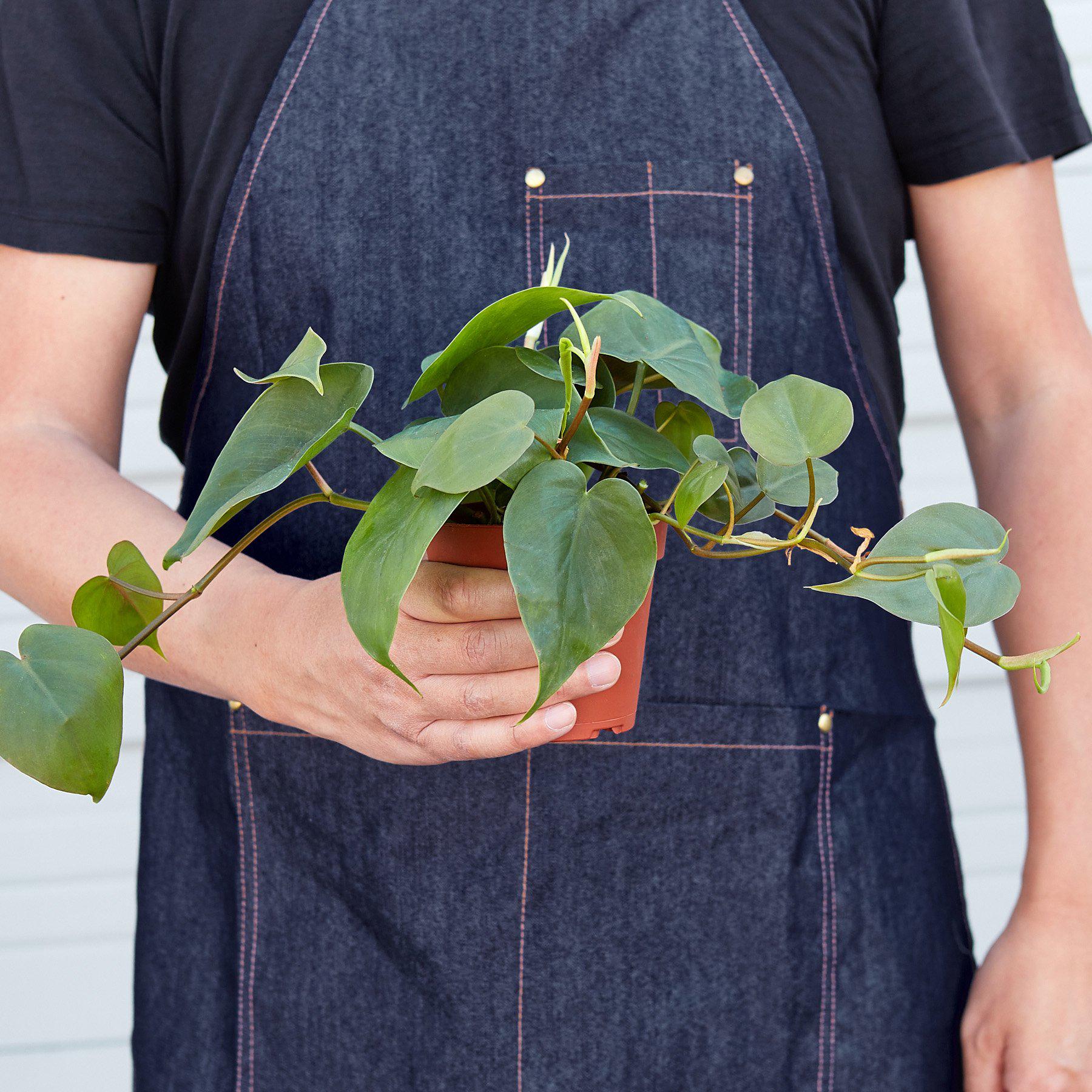 Heartleaf Philodendron Cordatum Live Indoor Plant (Philodendron hederaceum), Easy Care Trailing Houseplant for Home and Office Decor - Planty Love Co