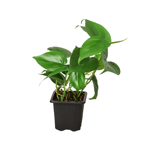 Heartleaf Philodendron Cordatum Live Indoor Plant (Philodendron hederaceum), Easy Care Trailing Houseplant for Home and Office Decor - Planty Love Co