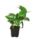 Heartleaf Philodendron Cordatum Live Indoor Plant (Philodendron hederaceum), Easy Care Trailing Houseplant for Home and Office Decor - Planty Love Co
