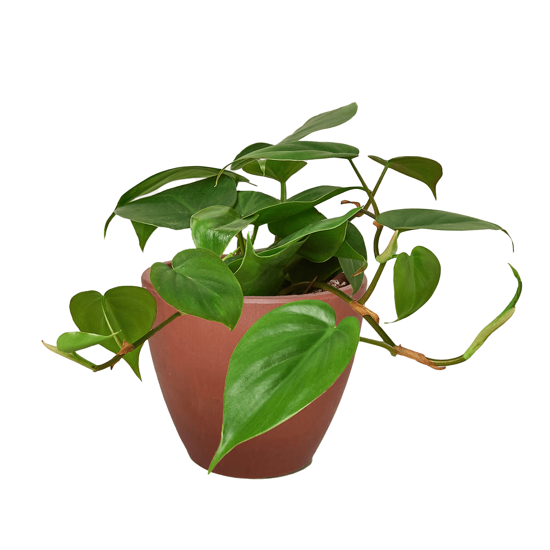 Heartleaf Philodendron Cordatum Live Indoor Plant (Philodendron hederaceum), Easy Care Trailing Houseplant for Home and Office Decor - Planty Love Co