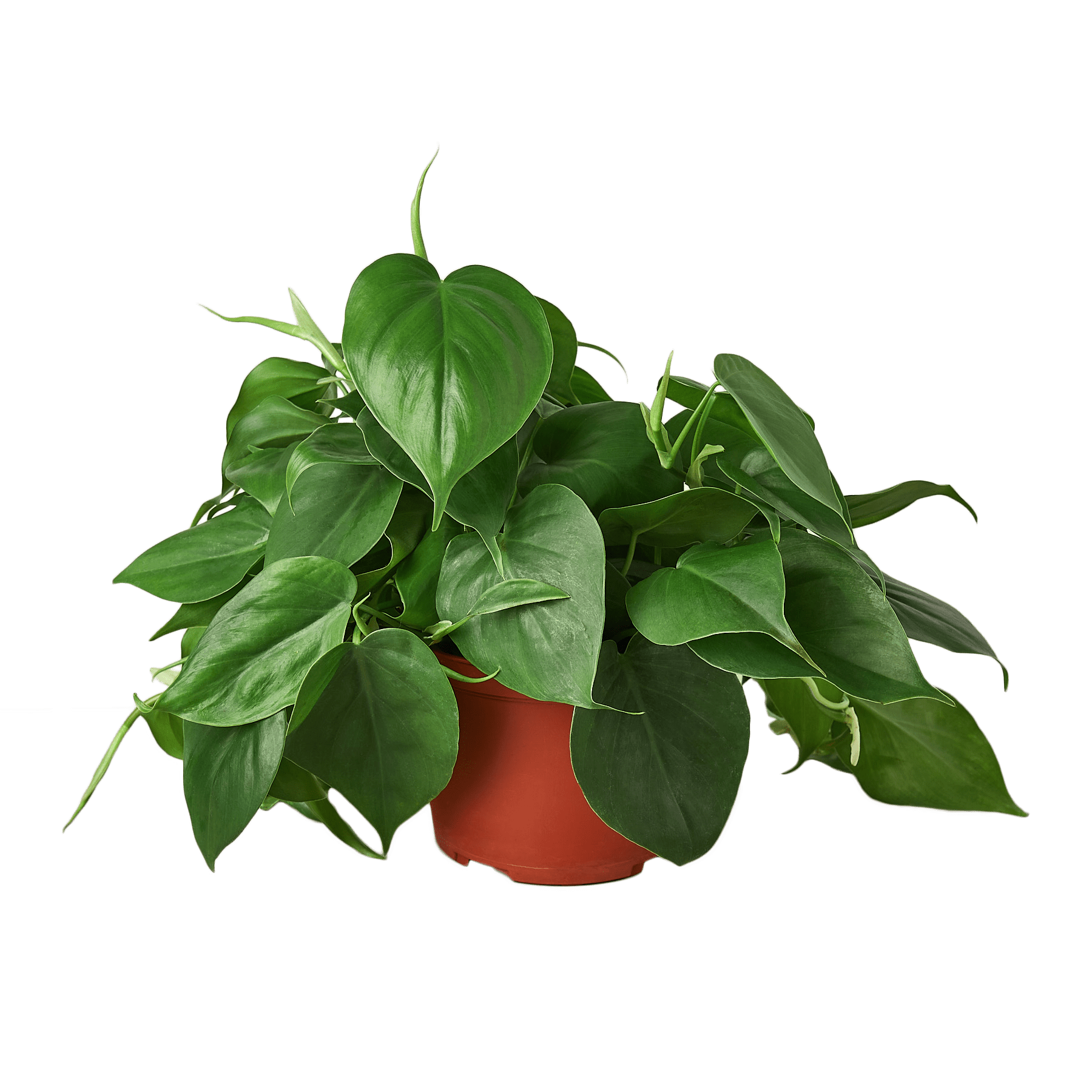 Heartleaf Philodendron Cordatum Live Indoor Plant (Philodendron hederaceum), Easy Care Trailing Houseplant for Home and Office Decor - Planty Love Co