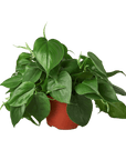 Heartleaf Philodendron Cordatum Live Indoor Plant (Philodendron hederaceum), Easy Care Trailing Houseplant for Home and Office Decor - Planty Love Co