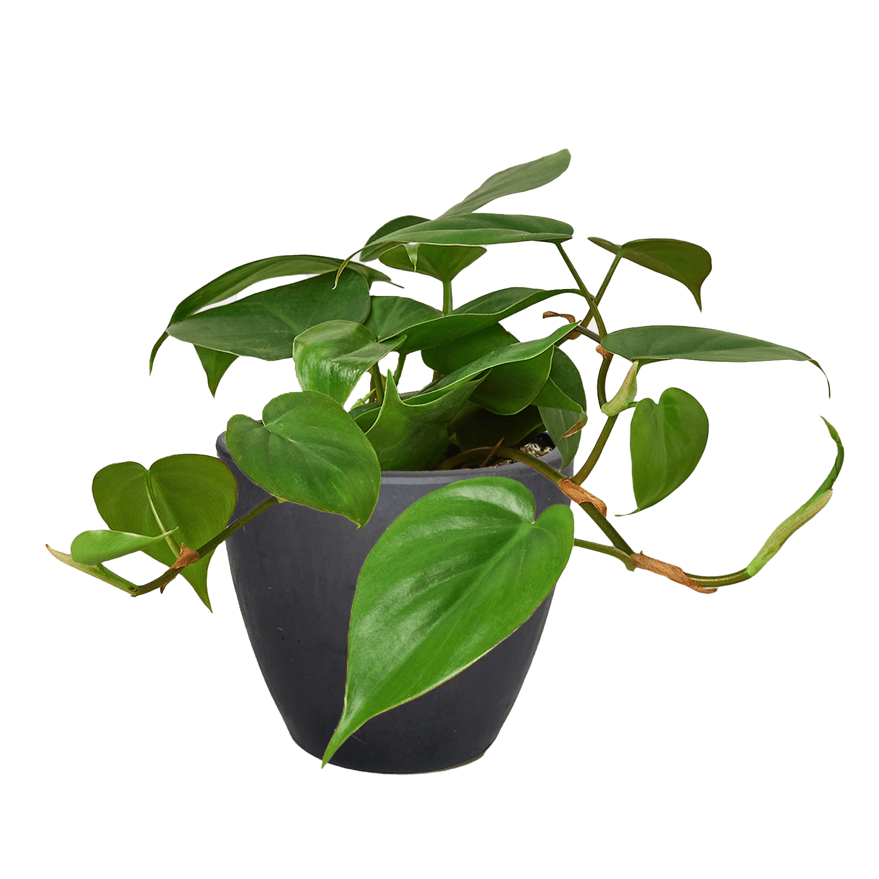 Heartleaf Philodendron Cordatum Live Indoor Plant (Philodendron hederaceum), Easy Care Trailing Houseplant for Home and Office Decor - Planty Love Co