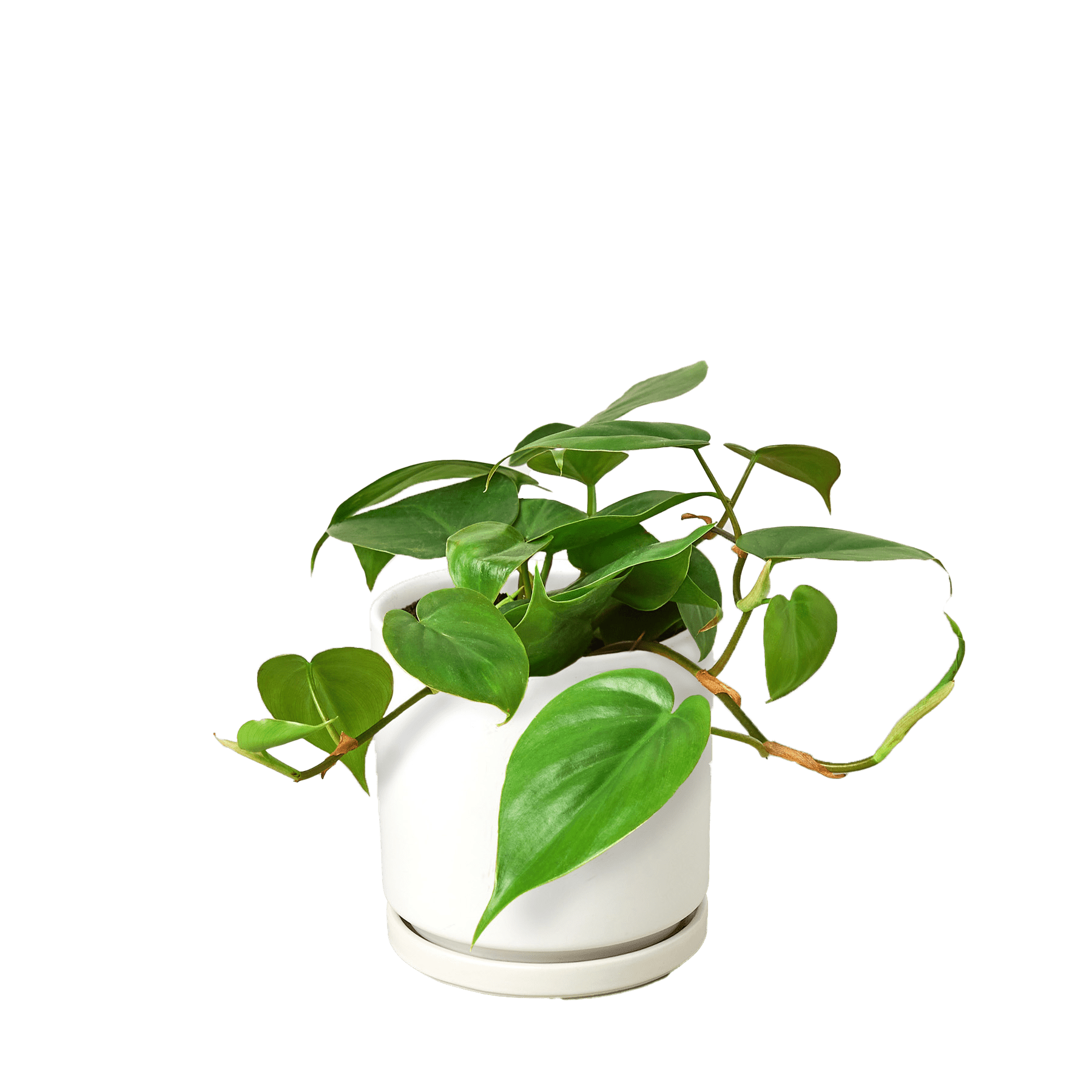 Heartleaf Philodendron Cordatum Live Indoor Plant (Philodendron hederaceum), Easy Care Trailing Houseplant for Home and Office Decor - Planty Love Co