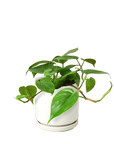 Heartleaf Philodendron Cordatum Live Indoor Plant (Philodendron hederaceum), Easy Care Trailing Houseplant for Home and Office Decor - Planty Love Co