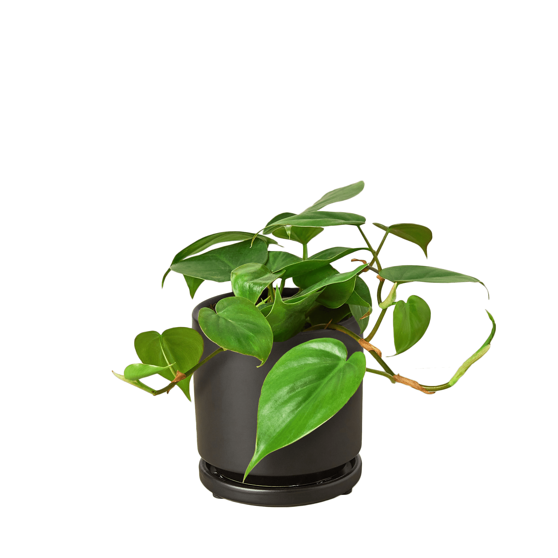 Heartleaf Philodendron Cordatum Live Indoor Plant (Philodendron hederaceum), Easy Care Trailing Houseplant for Home and Office Decor - Planty Love Co