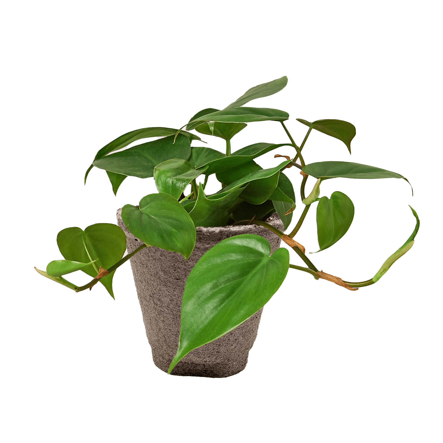 Heartleaf Philodendron Cordatum Live Indoor Plant (Philodendron hederaceum), Easy Care Trailing Houseplant for Home and Office Decor - Planty Love Co