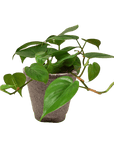Heartleaf Philodendron Cordatum Live Indoor Plant (Philodendron hederaceum), Easy Care Trailing Houseplant for Home and Office Decor - Planty Love Co
