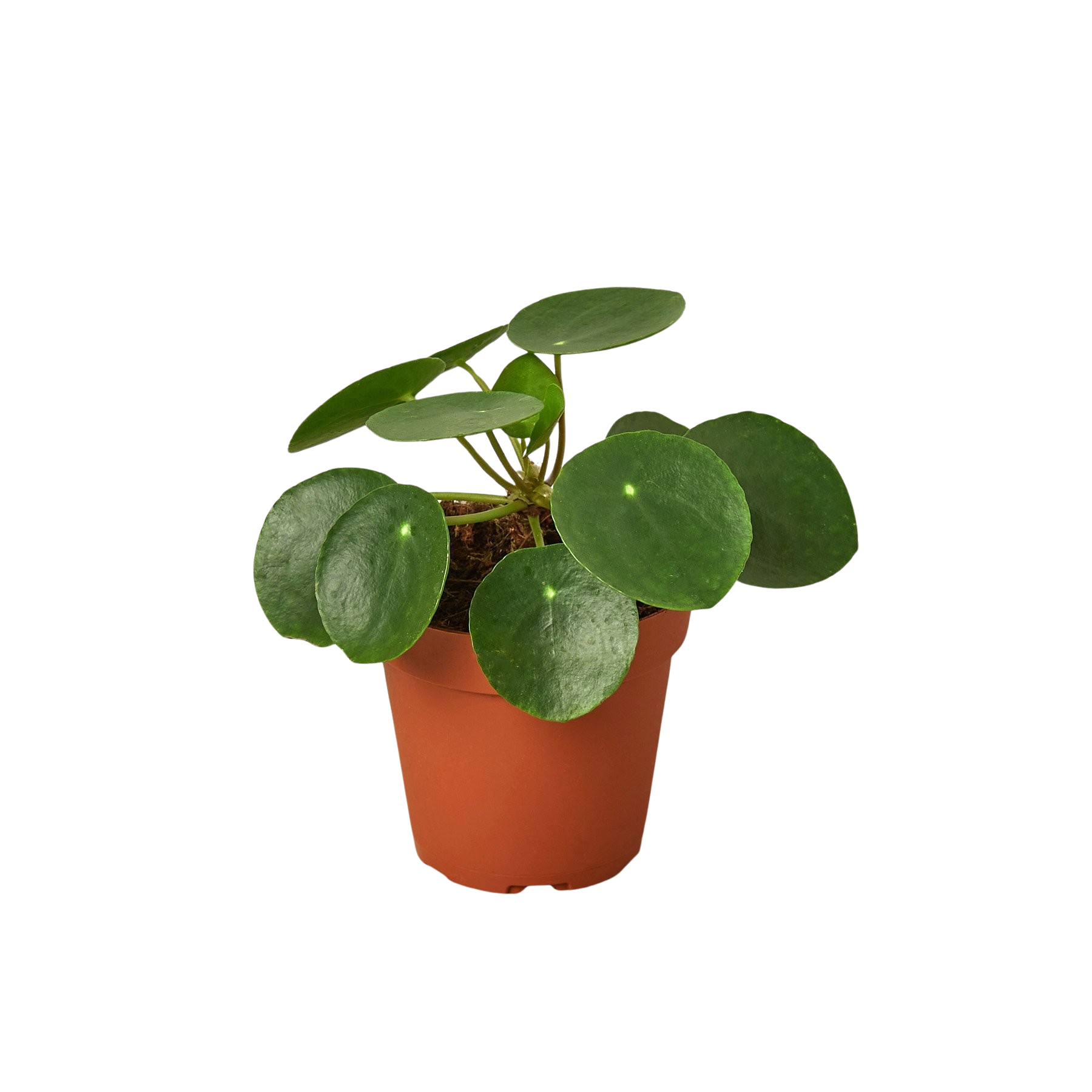 Pilea Peperomioides Chinese Money Plant Live Indoor Plant (Pilea peperomioides), Easy Care Houseplant for Home and Office Decor