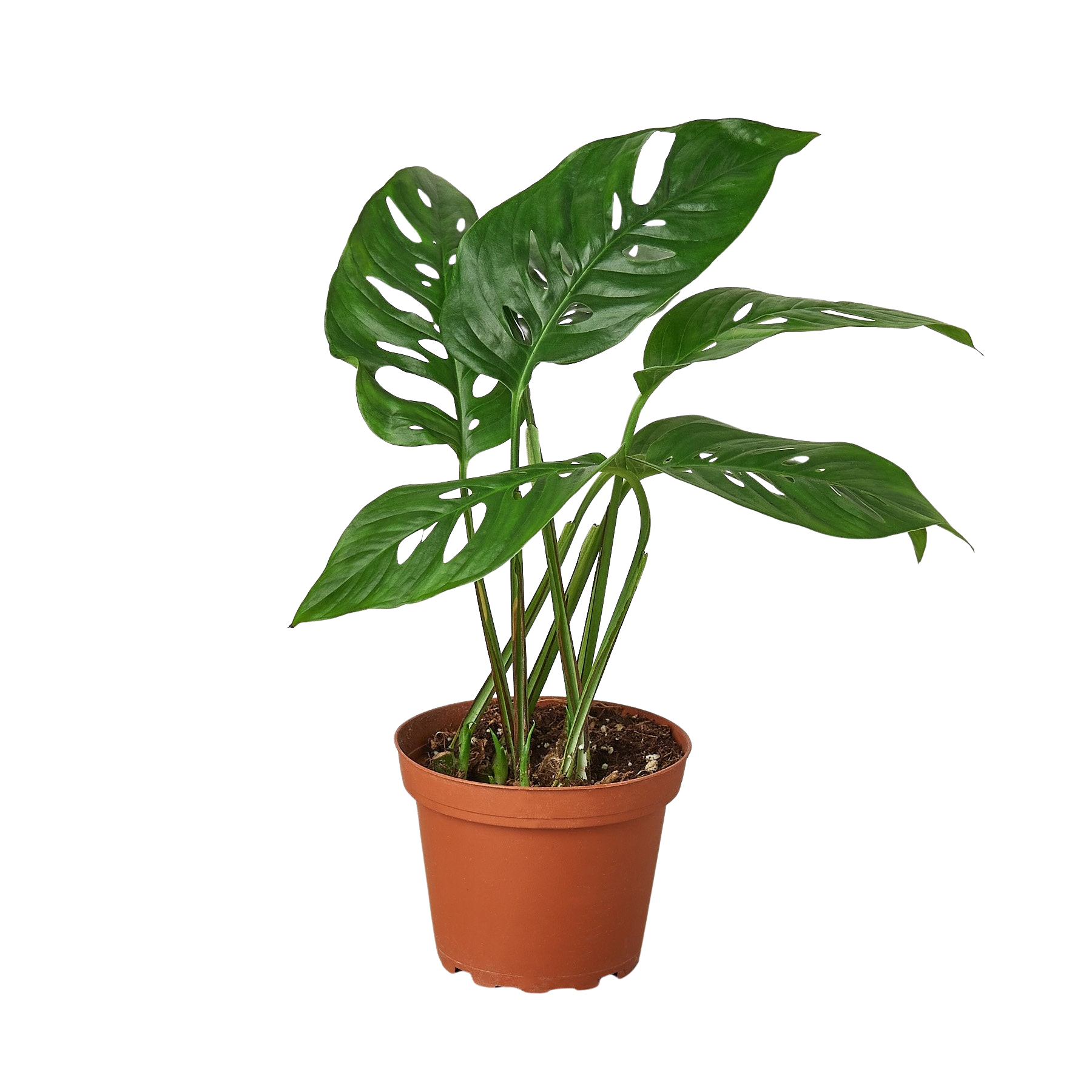 Swiss Cheese Plant Monstera Adansonii Live Indoor Plant (Monstera adansonii), Easy Care Climbing Trailing Houseplant for Home and Office Decor