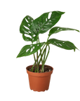 Swiss Cheese Plant Monstera Adansonii Live Indoor Plant (Monstera adansonii), Easy Care Climbing Trailing Houseplant for Home and Office Decor