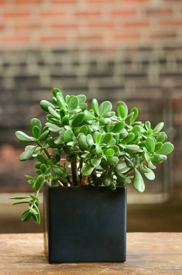 Jade Plant Crassula (Crassula ovata) - Planty Love Co