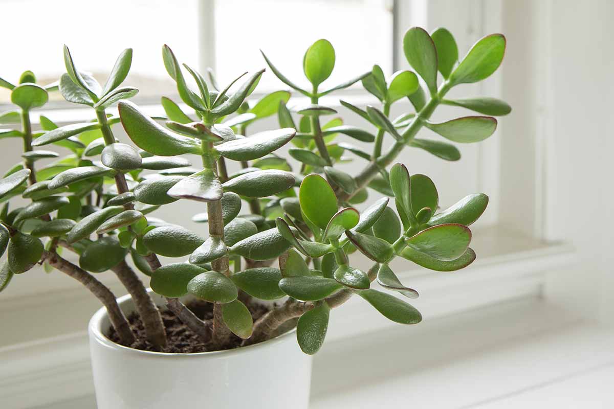 Jade Plant Crassula (Crassula ovata) - Planty Love Co