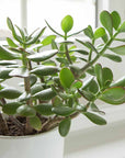 Jade Plant Crassula (Crassula ovata) - Planty Love Co