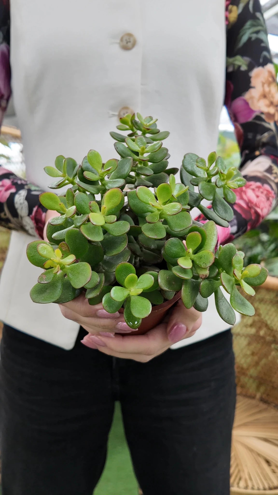 Jade Plant Crassula (Crassula ovata) - Planty Love Co