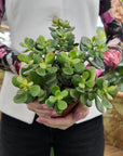 Jade Plant Crassula (Crassula ovata) - Planty Love Co