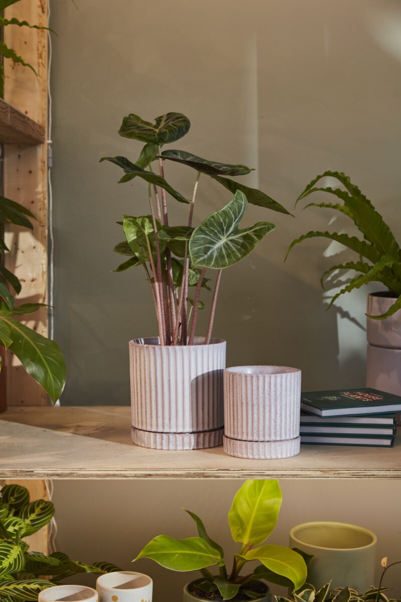 Los Feliz Ribbed Planter with Saucer, Cream, 5 inch - Planty Love Co