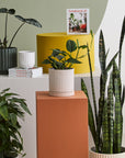 Los Feliz planter shown in available colors