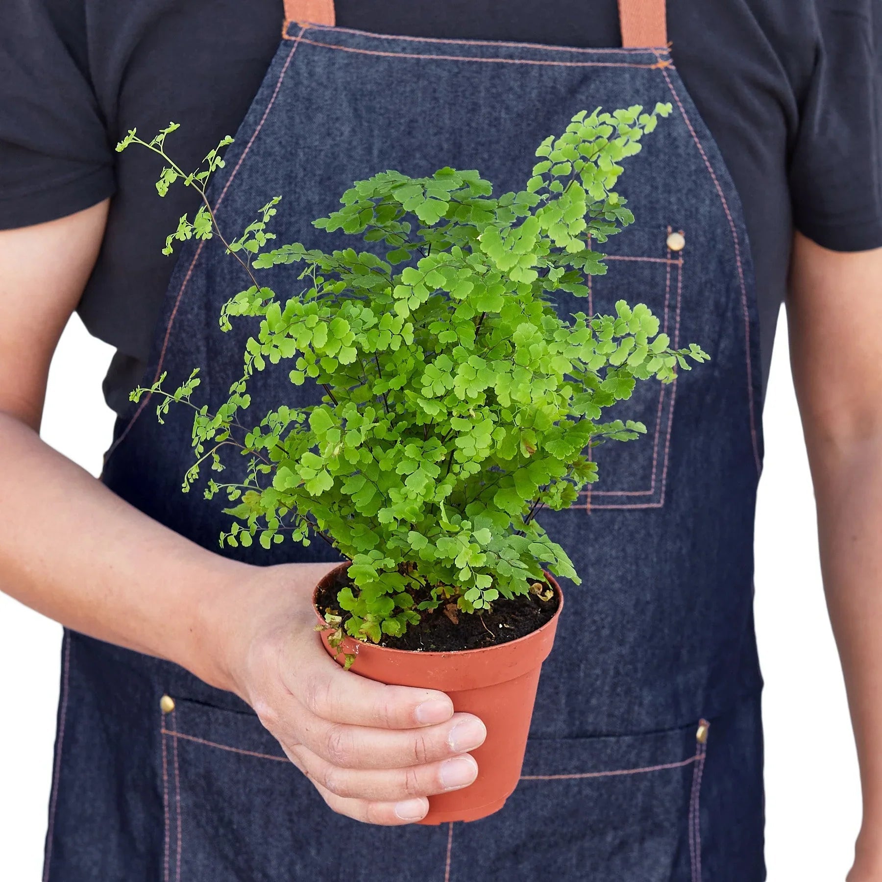 Maidenhair Fern Live Indoor Plant (Adiantum), Easy Care Delicate Fern Houseplant for Home and Office Decor - Planty Love Co