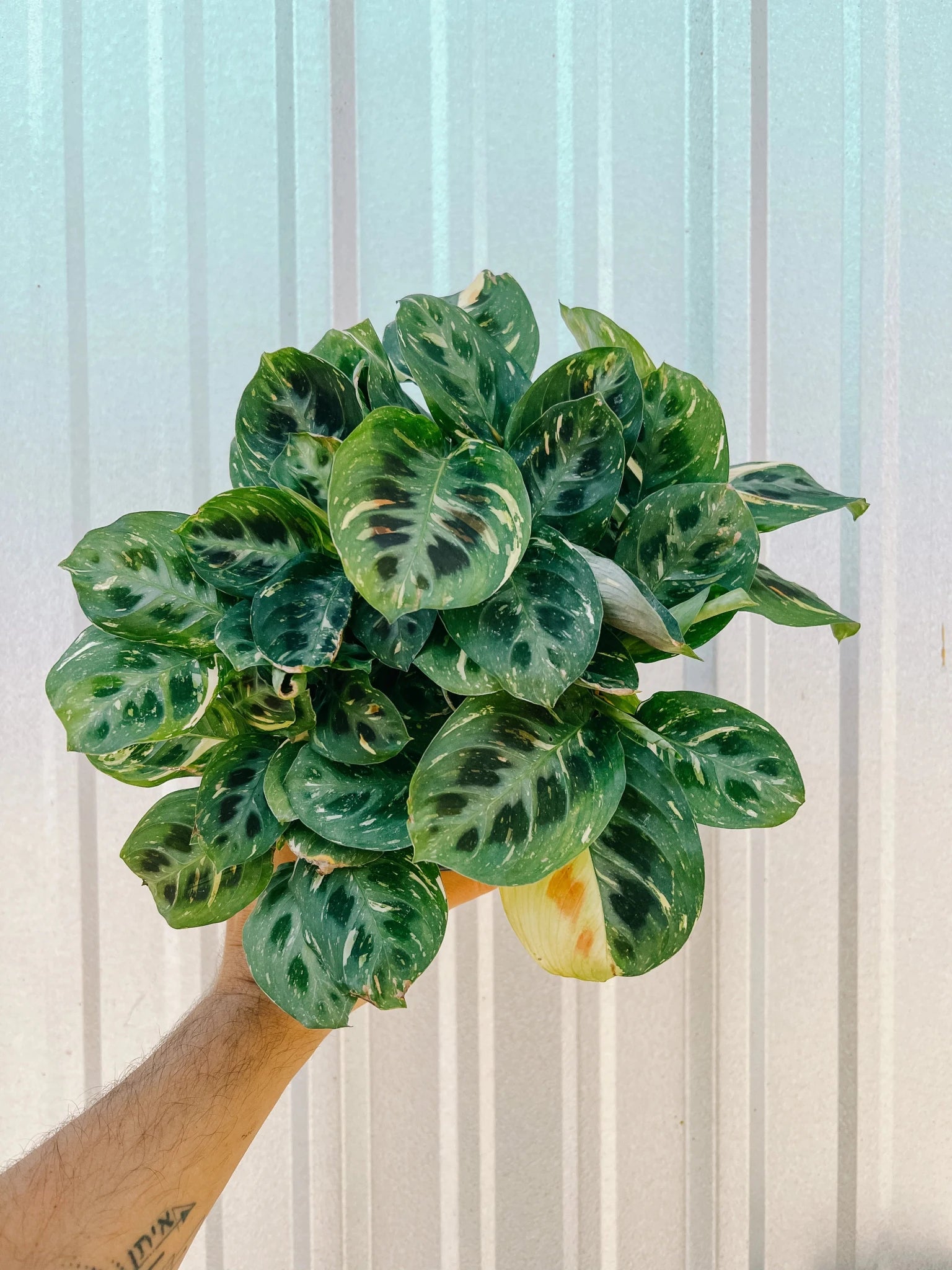 Maranta 'Beauty Kim' Variegated Prayer Plant (Maranta leuconeura) - Planty Love Co