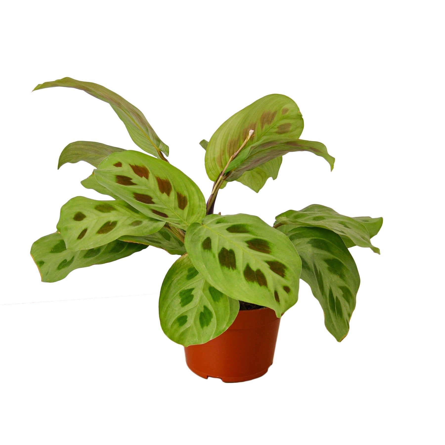 Maranta 'Leuconeura' - Planty Love Co