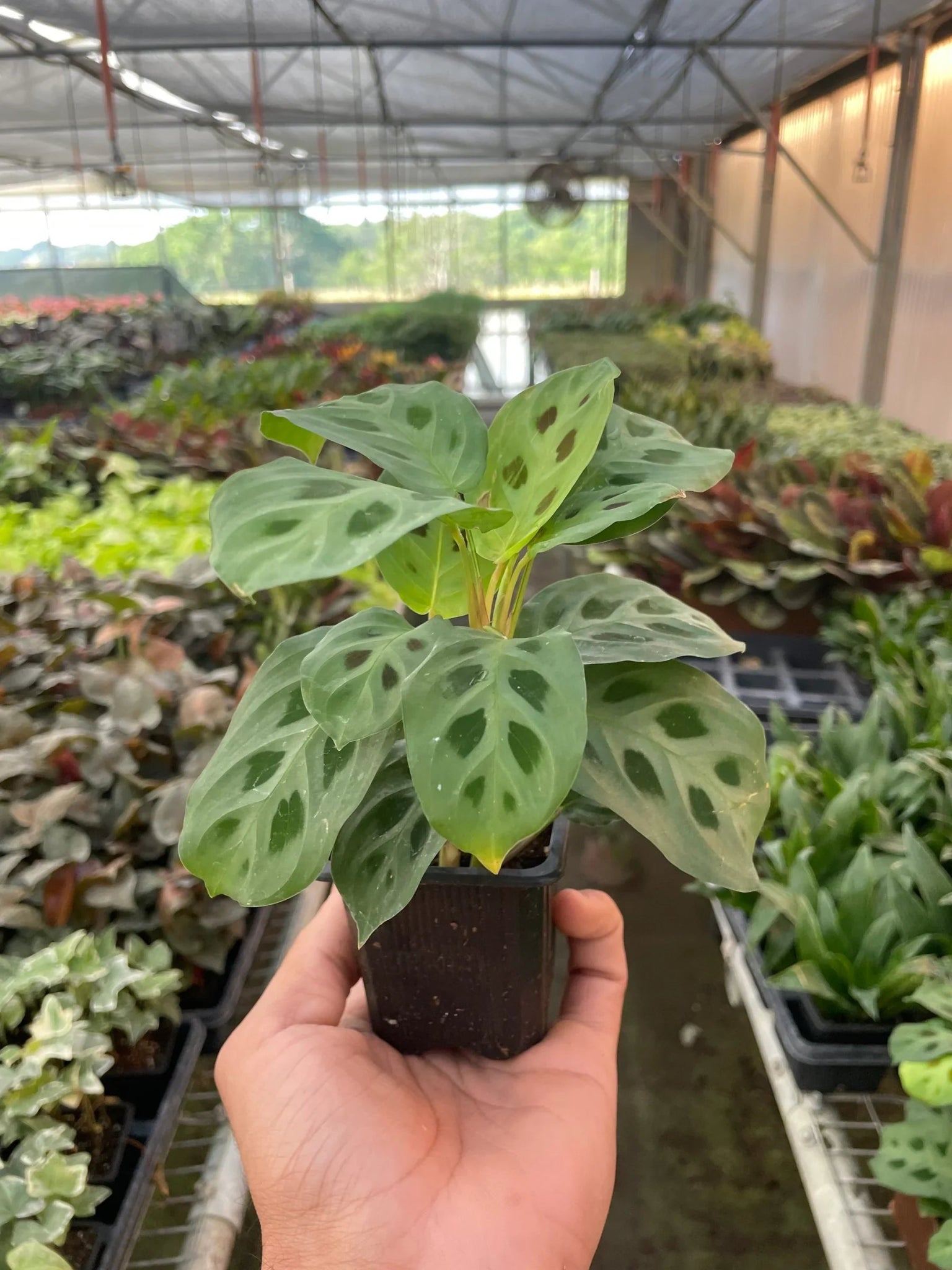 Maranta 'Leuconeura' - Planty Love Co