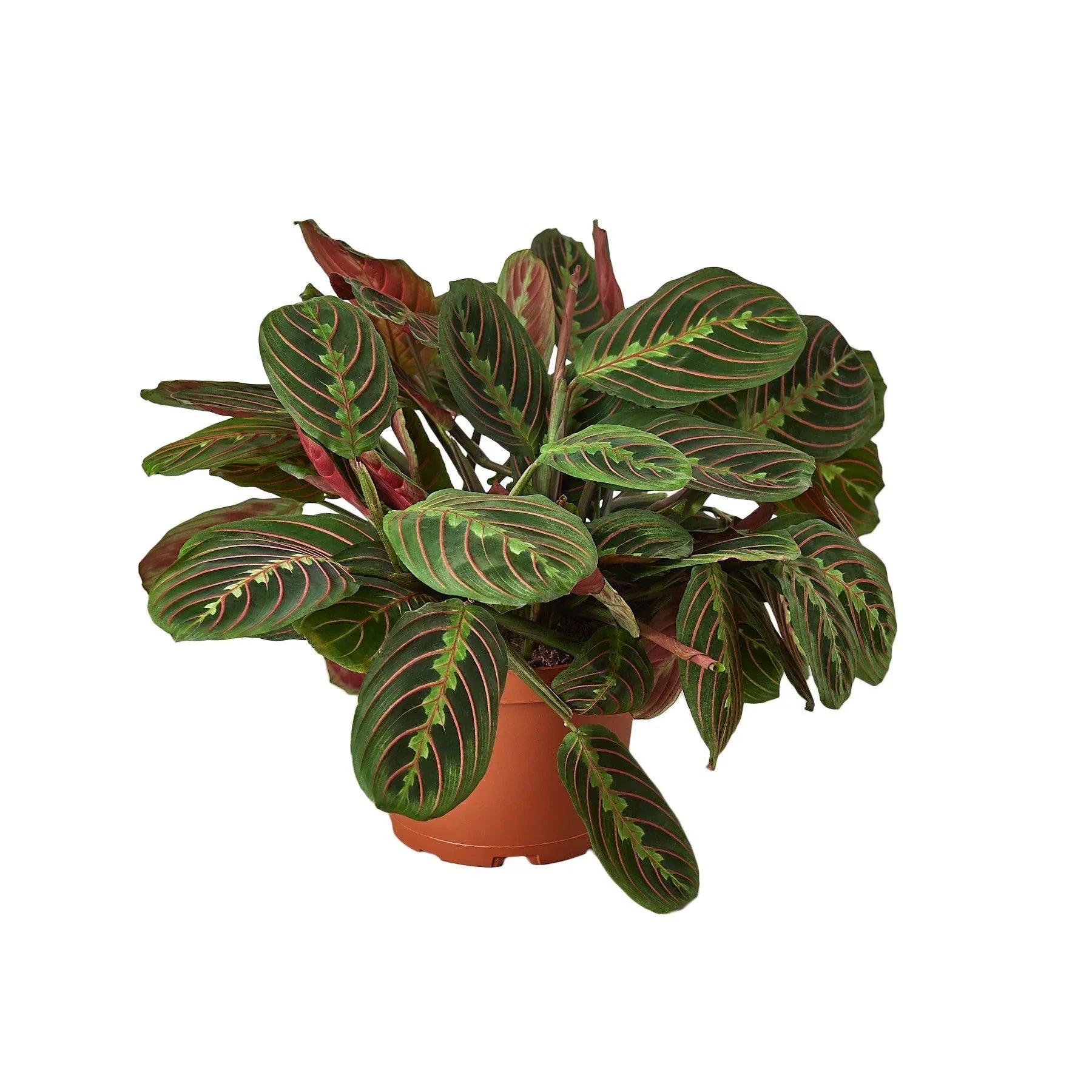 Maranta Red Prayer - Planty Love Co