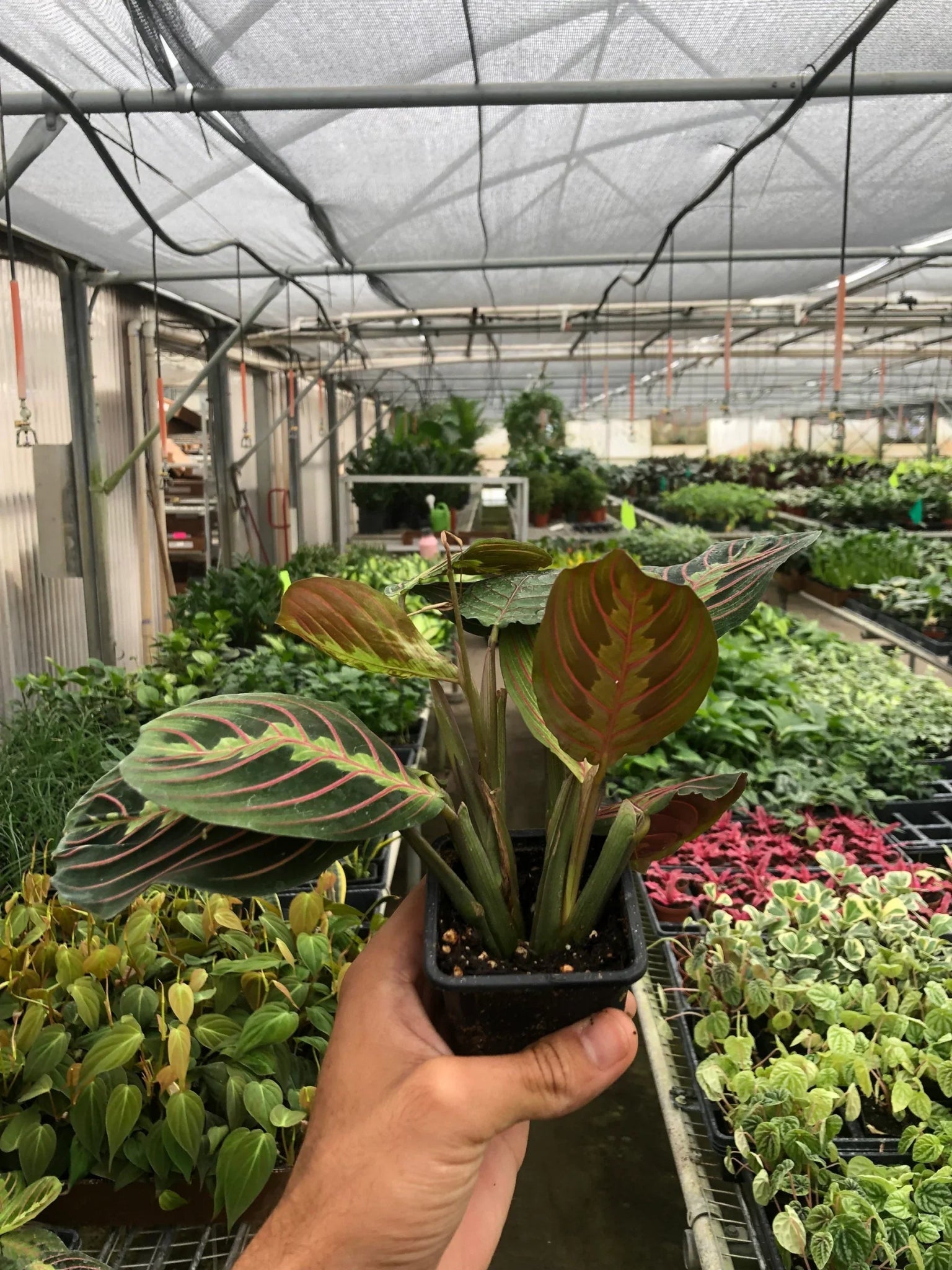 Maranta Red Prayer - Planty Love Co