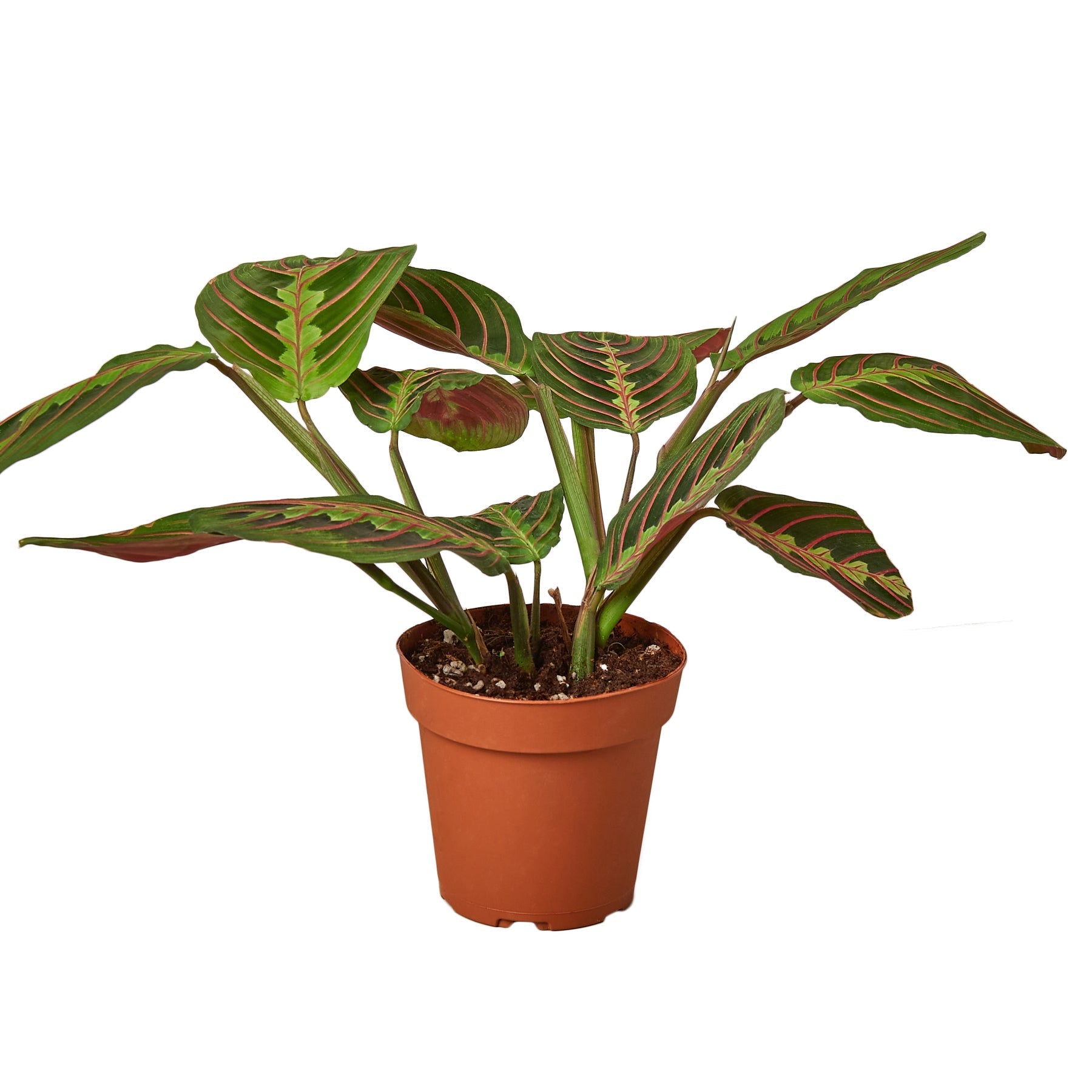 Maranta Red Prayer - Planty Love Co